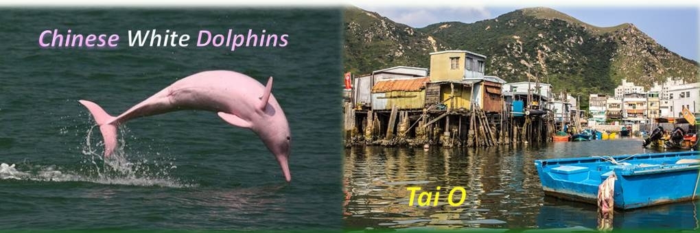 Self Photos / Files - Finding-the-Chinese-White-Dolphins-banner